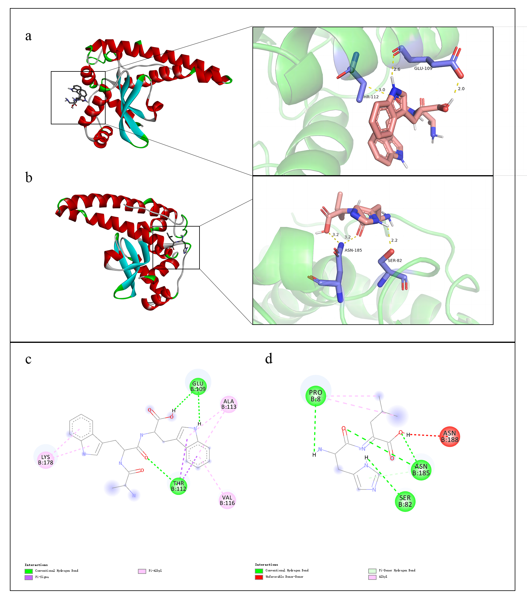 抗氧化肽与受体蛋白的对接可视化图